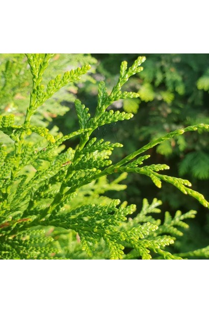 Туя західна Брабант Топіар Куля хвоя